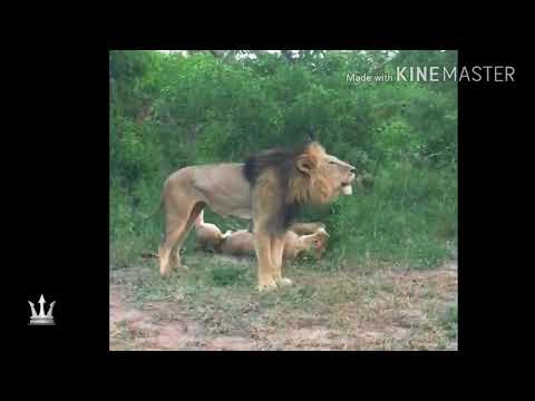 Majingilane Male lions ( Latest Sightings February  2018)