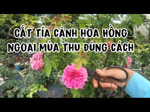 , title : 'Cắt tỉa HOA HỒNG MÙA THU đúng cách,cắt tỉa cây nguyên bản hoa Hồng ngoại như thế nào? CHUẨN GARDEN'