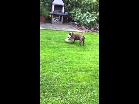 Bulldog Bruno und sein Crazy Egg