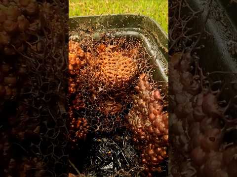 Les ABEILLES CARNIVORES et leur MIEL de VIANDE