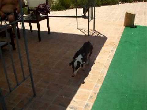 Video De Alfonsa - Protectora De Animales Ciudad De La Peña, Martos