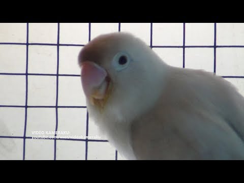 Lovebird Sounds 1 Hour 30 Minutes - August - 26 - 2018