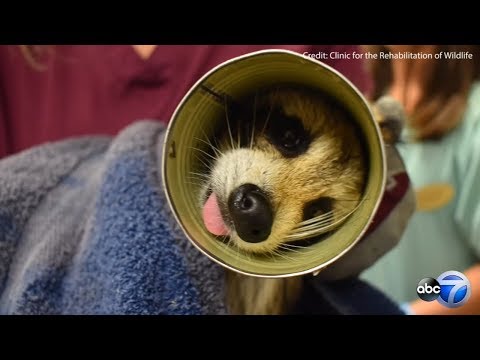 Raccoon gets head stuck in Campbell's soup can