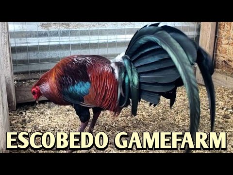 Leiper Albany 20k Kelso - ESCOBEDO FARM