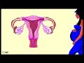 Biology of Menstrual cycle explained in Tamil (captions available)