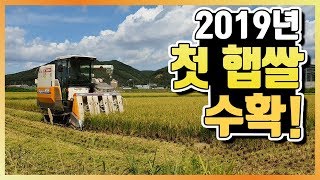 [가을 추수] 2019년 햅쌀 콤바인 벼베기