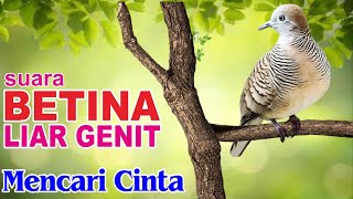 Download lagu Masteran Suara Perkutut BETINA memanggil jantan buat pancingan mp3