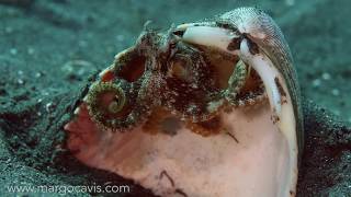 Coconut Octopus trying to make a home from really big shell