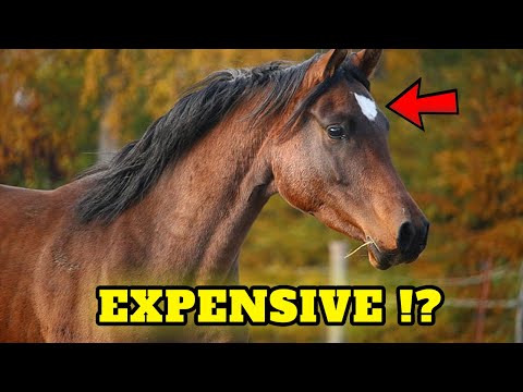 YouTube video about: How much do race horses cost?