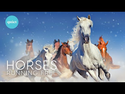3 HOURS DEEP RELAX |  WILD HORSES Running in the Snow | Animals Relaxing Nature Film + calming music
