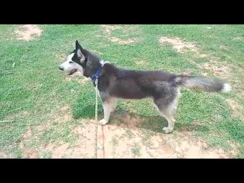 Siberian husky 9 months old fresh female available