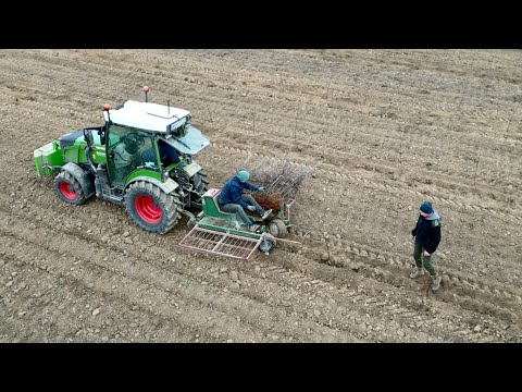 W jakich rozstawach sadownicy sadzą drzewka? Sadzenie jesienne drzewek 2024.