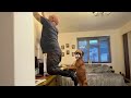When Comedian Dogs Are Being Hilarious With Human Funny Dog And Human Videos