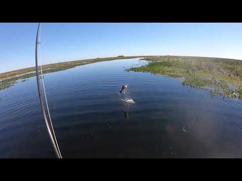 Ibera Marsh Dorado on the Fly