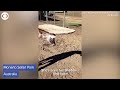 WEB EXTRA: Giraffe Plays With Shadow