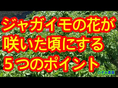 ジャガイモの花が咲かないのですが?これらが原因です 植物