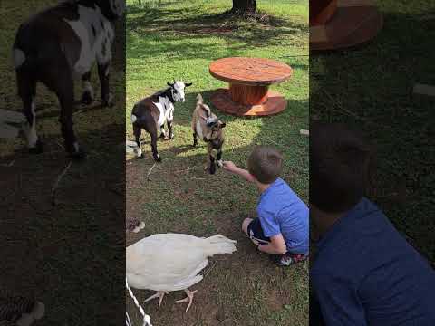 , title : 'goats and turkeys. #youngfarmer #homesteaders #goatfarming #goat #turkeys #turkey'