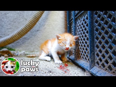 Sick Kitten That the Mom Cat Does Not Care For is Waiting For Help in A Corner-First Bath For Kitten