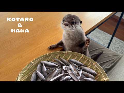 youtube-動物記事1970/01/01 09:00:00