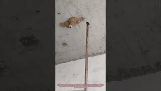 Download lagu 'Tiny Rescue Mission! Farmer Returns Fallen Baby Swallow to Nest' mp3 Download lagu 'Tiny Rescue Mission! Farmer Returns Fallen Baby Swallow to Nest' mp3