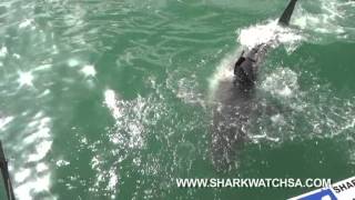 preview picture of video 'shark trip 29 09 2013 with Marine Dynamics'