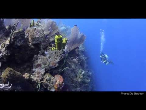 Scuba Diving | Bloody Bay Wall, Little Cayman, Cayman Islands, Caribbean | Caribbean