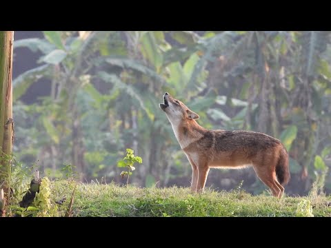 Fox Sound--5 Minute Jackal Sound--Sheyal er Dak--Golden Jackal Howling -Jackal Call- Fox call