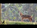Fox Sound 5 Minute Jackal Sound Sheyal Er Dak Golden Jackal Howling Jackal Call Fox Call