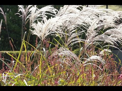 Gartengestaltung: Gräsergärten