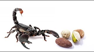 Scorpio April, 2019- You are their shining star! Take a chance and express your love!