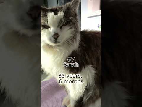 🐱🎂Top 10 Oldest Cats Ever!! 🐈‍⬛🐈