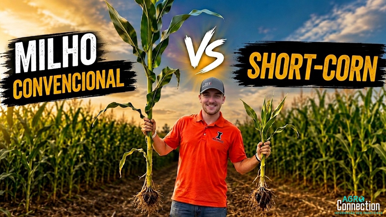 Safra Soja e Milho EUA 2026 - 3 de agosto - Quais são as vantagens que o "short-corn" oferece?