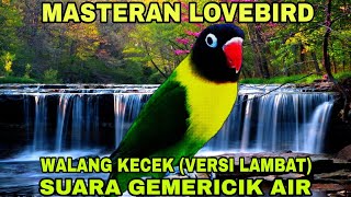 Download lagu Masteran Lovebird Anti Stres - Walang Kecek Versi Lambat & Gemericik Air mp3