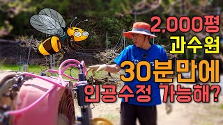 꿀벌 실종 ! 2000평 과수원에서는 어떻게 하라고 ?