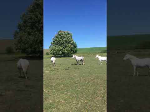 L’élevage des chevaux Barbe