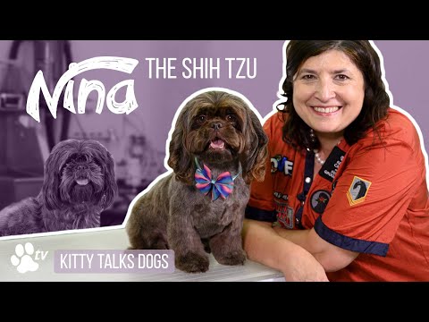 Grooming Nina the Shih Tzu | Kitty Talks Dogs - TRANSGROOM