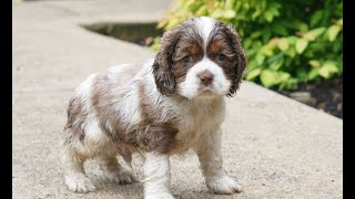 Video preview image #1 Cocker Spaniel Puppy For Sale in NARVON, PA, USA