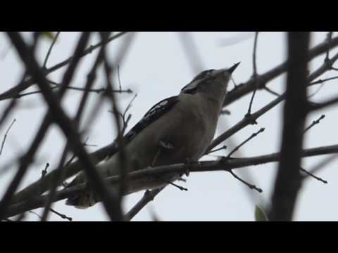 nature in my backyard episode 211 (HD)