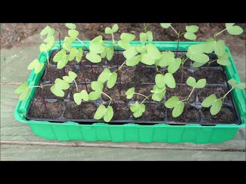 Sowing Morning Glory Seeds