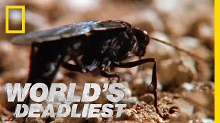 World's Deadliest - Hairy Spider vs. Wasp