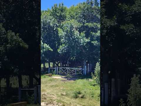 Establecimiento Ganadero y Vacas de la antigua Ruta 53 en Coronel Brandsen Buenos Aires Argentina