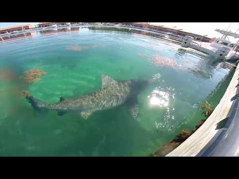 Feeding Bull Shark | Bimini, Bahamas | Underwater Shark Footage (GoPro Hero 3+)