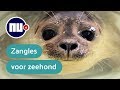 Onderzoekers laten zeehonden kinderliedjes zingen | NU.nl