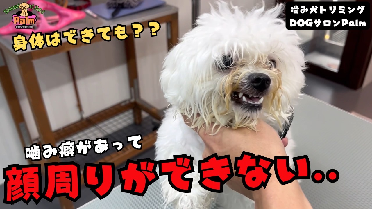 【初来店】初めてのトリミングでは大丈夫だったのに..