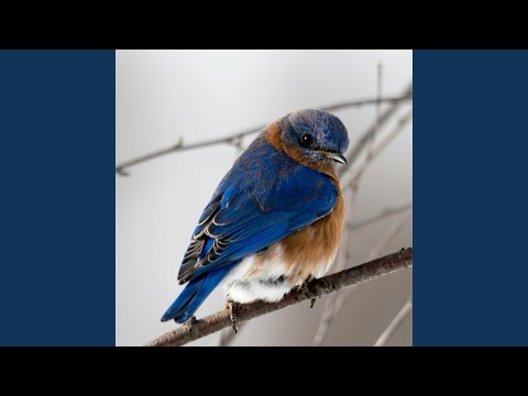 Bird Sounds Spectacular, Morning Bird Sound