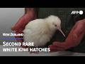 Second Rare White Kiwi Hatches In New Zealand