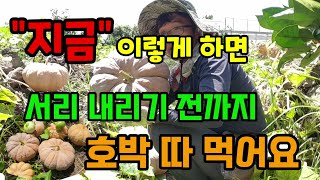 호박밭에 지금 이렇게 하면 서리 내리기 전까지 호박 따 먹어요 맷돌호박 토종호박 키우기 호박추비 늙은호박 수…