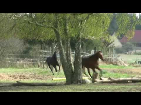 Jährlingshengste 2017 Väter: Diarado und Carleyle