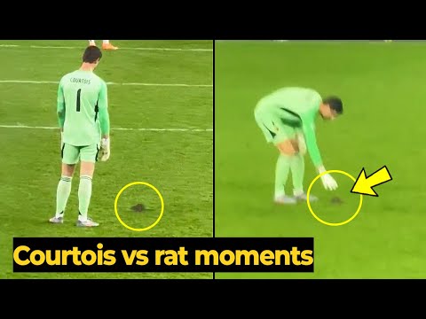 Funny moment as Courtois tries to catch a rat during Belgium vs Wales last night | Real Madrid News