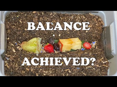 Worm Bin Overfeeding & Moisture Issues Gone! Worm Castings Increasing Dramatically | Vermicompost